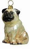 Pug
